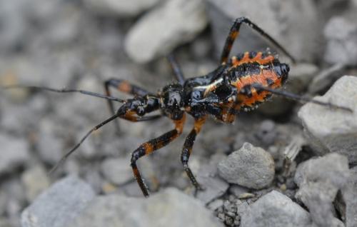 Rhynocoris iracundus